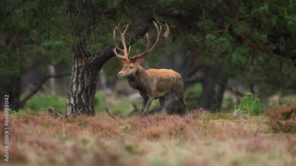 A male red deer during rutting season at the forest A male red deer during rutting season at the forest