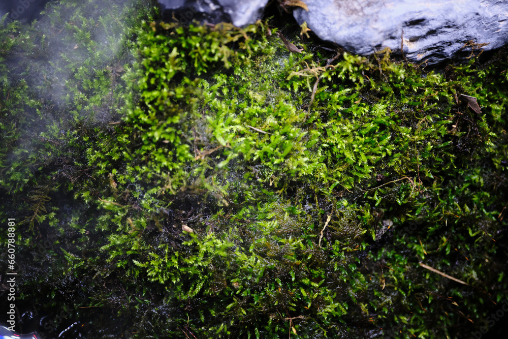 湿り気のある苔 湿り気のある苔