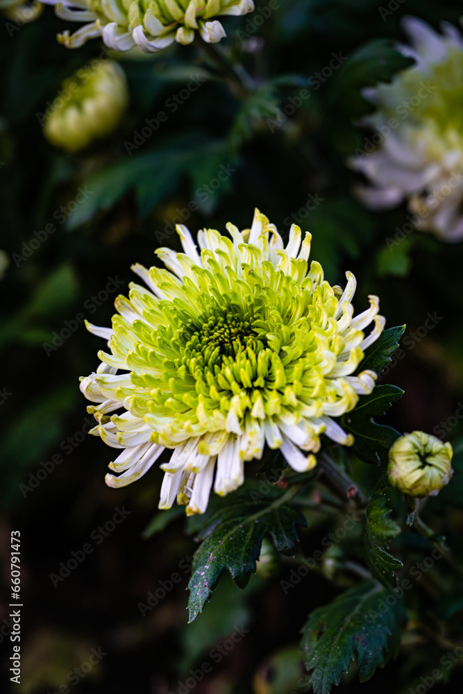 Chrysanthemums blooming in autumn Chrysanthemums blooming in autumn