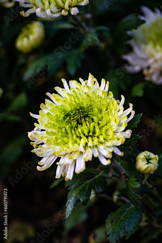 Chrysanthemums blooming in autumn