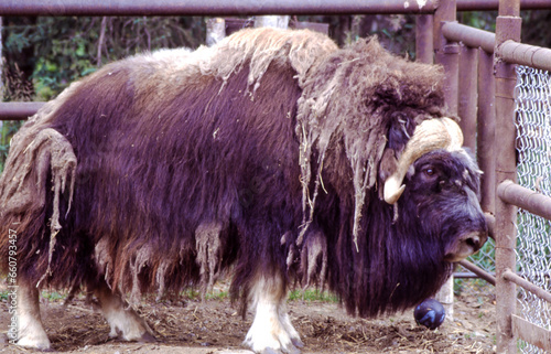 The largest terrestrial animals in North America, bison are characterized by a hump over the front shoulders and slimmer hindquarters. photo