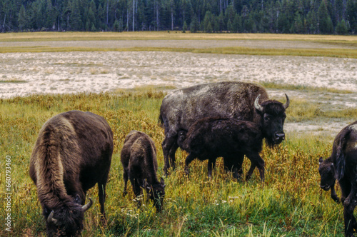 The largest terrestrial animals in North America, bison are characterized by a hump over the front shoulders and slimmer hindquarters. photo