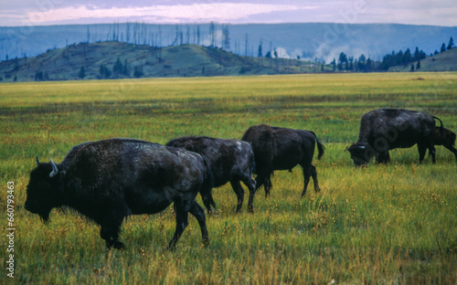 The largest terrestrial animals in North America, bison are characterized by a hump over the front shoulders and slimmer hindquarters. photo