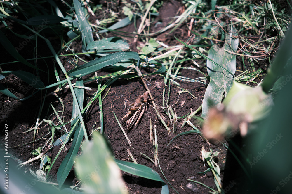 Fototapeta premium 土の上にいるおんぶをしたバッタ