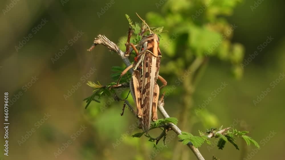 Grasshopper in leaf - relaxing . Grasshopper in leaf - relaxing .