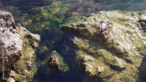 Rock crab (Cancer irroratus) at home in shallow ocean water, Australia photo