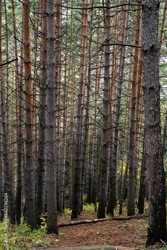 pine forest. dense forest. walk in the forest