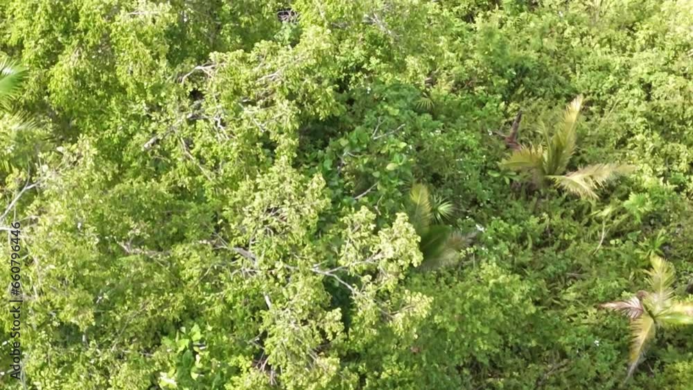 Aerial clip of dense evergreen forest in the hilly region of Philippines Aerial clip of dense evergreen forest in the hilly region of Philippines