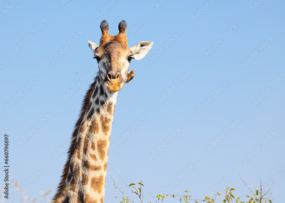 A humorous giraffe with oxpecker bird on its face photo in a game reserve in South Africa.