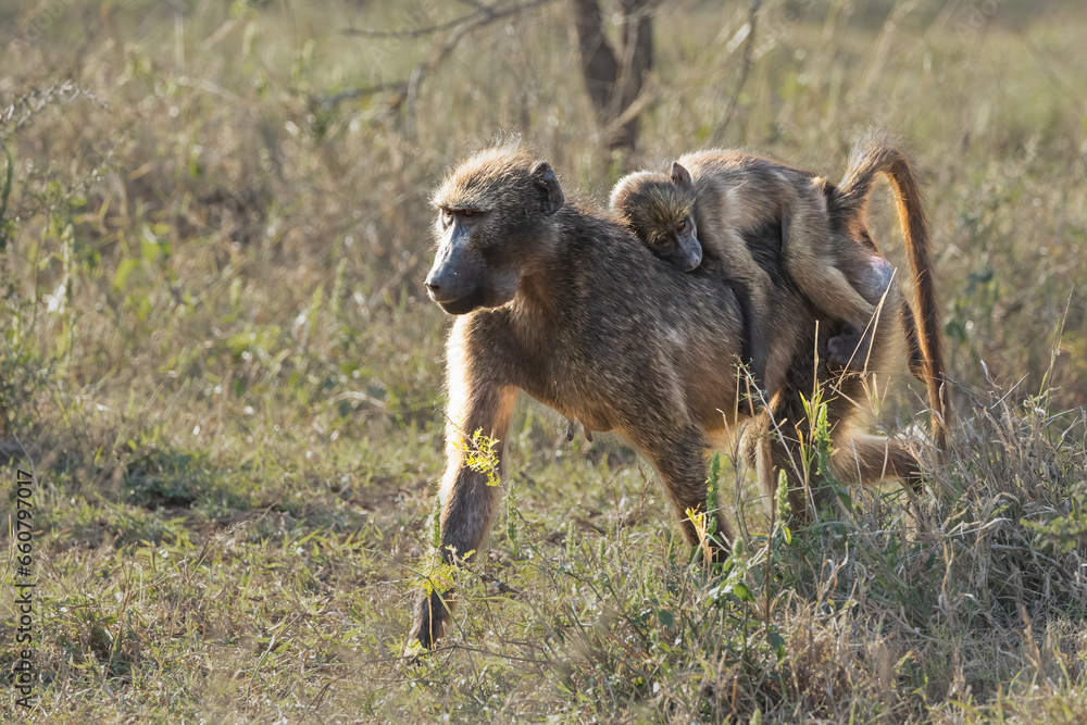 A mother baboon carrying her infant on her back through the bush