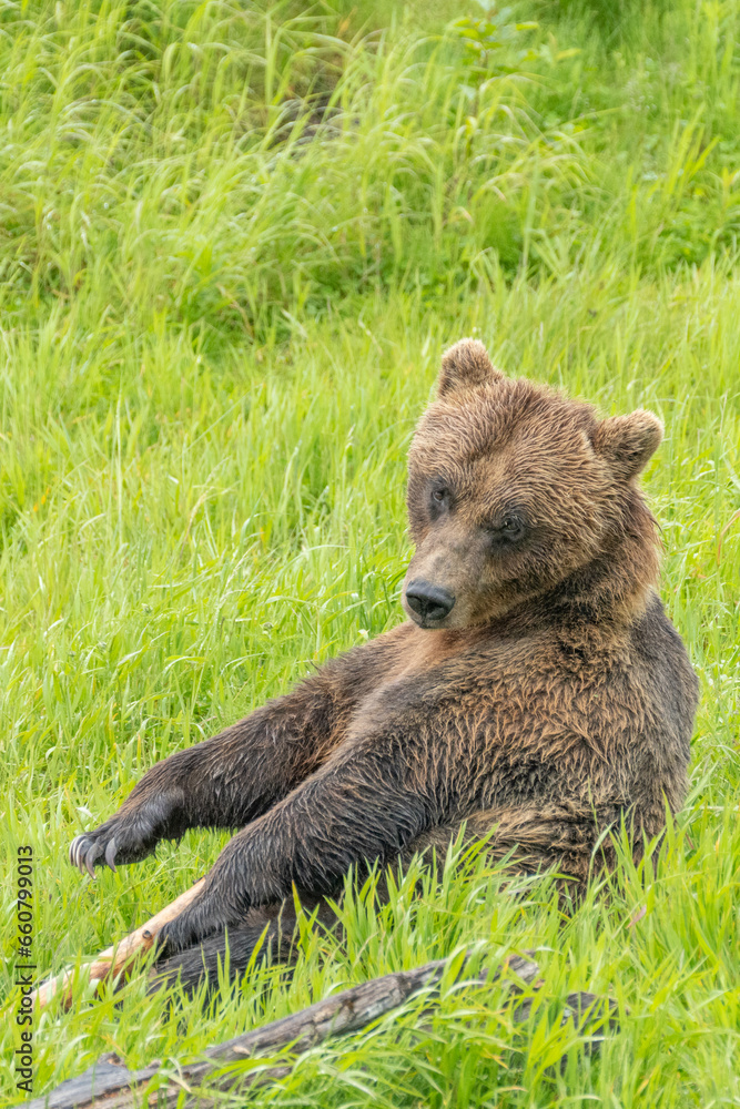 Obraz premium Grizzly bear (Ursus arctos horribilis), also known as silver bear, North American brown bear