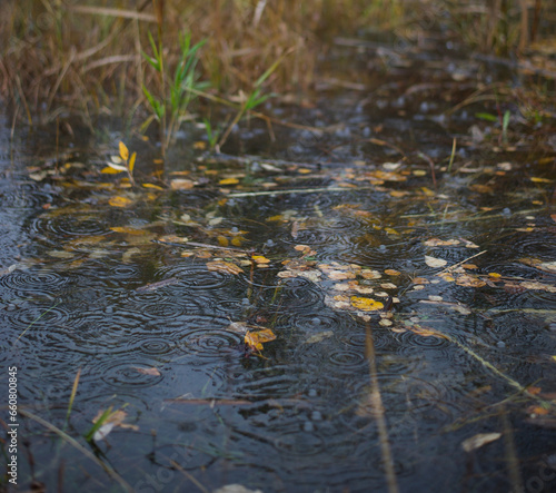 rain drops in the water