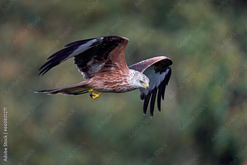 Fototapeta premium Red kite (Milvus milvus)