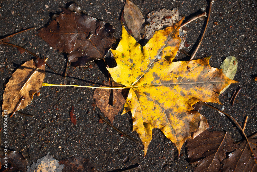 yellow autumn leaves on wet asphalt yellow autumn leaves on wet asphalt