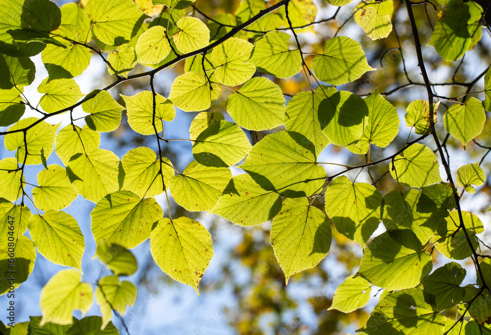 green leaves of trees close-up against a background of blue sky under the bright sun green leaves of trees close-up against a background of blue sky under the bright sun