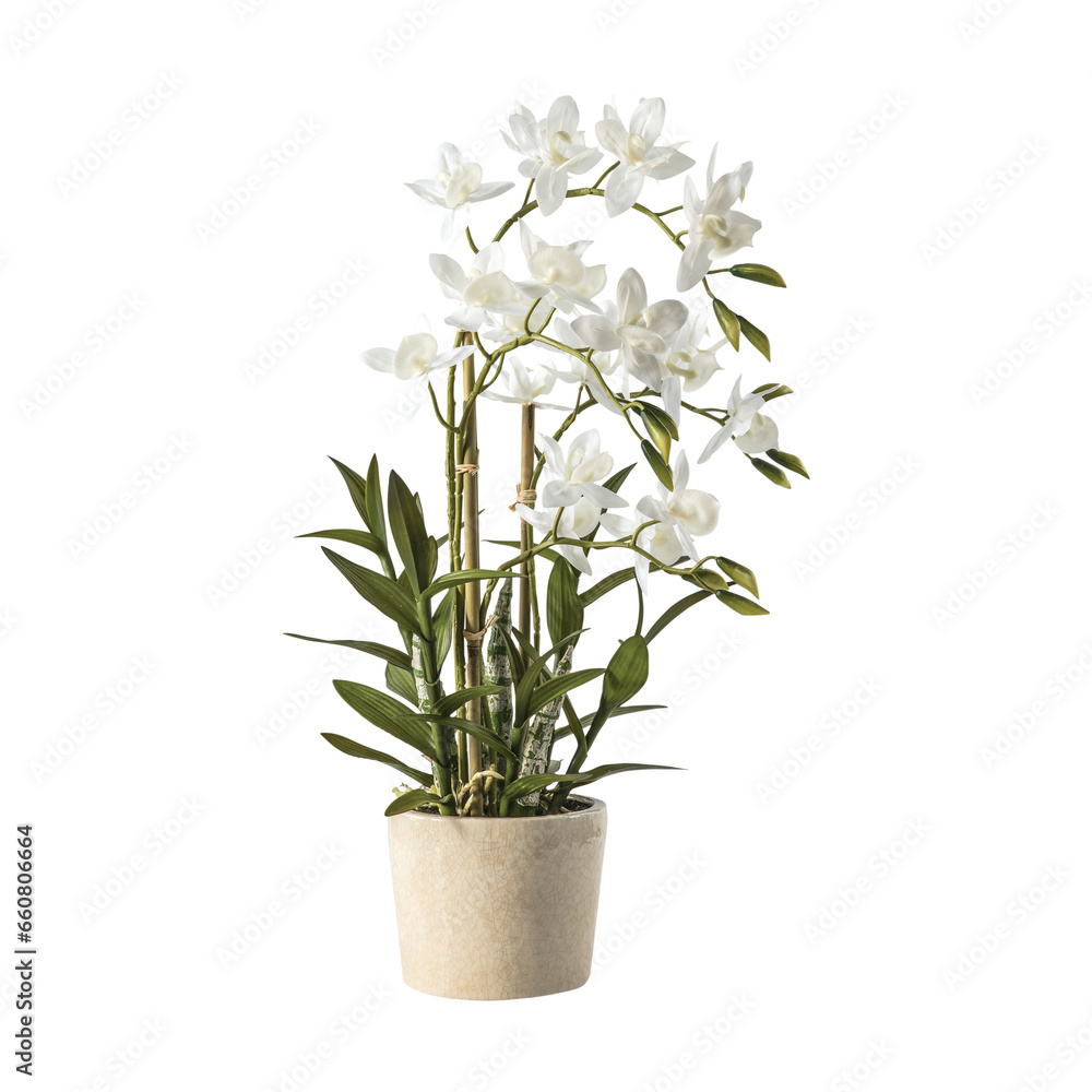 white orchid in a vase white orchid in a vase