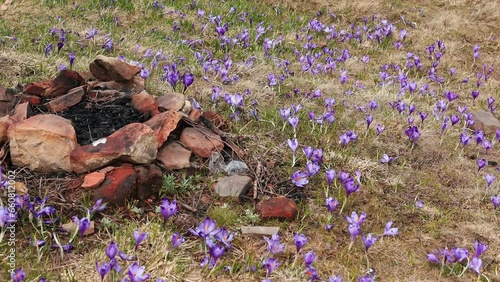 A bonfire and purple flowers all around photo