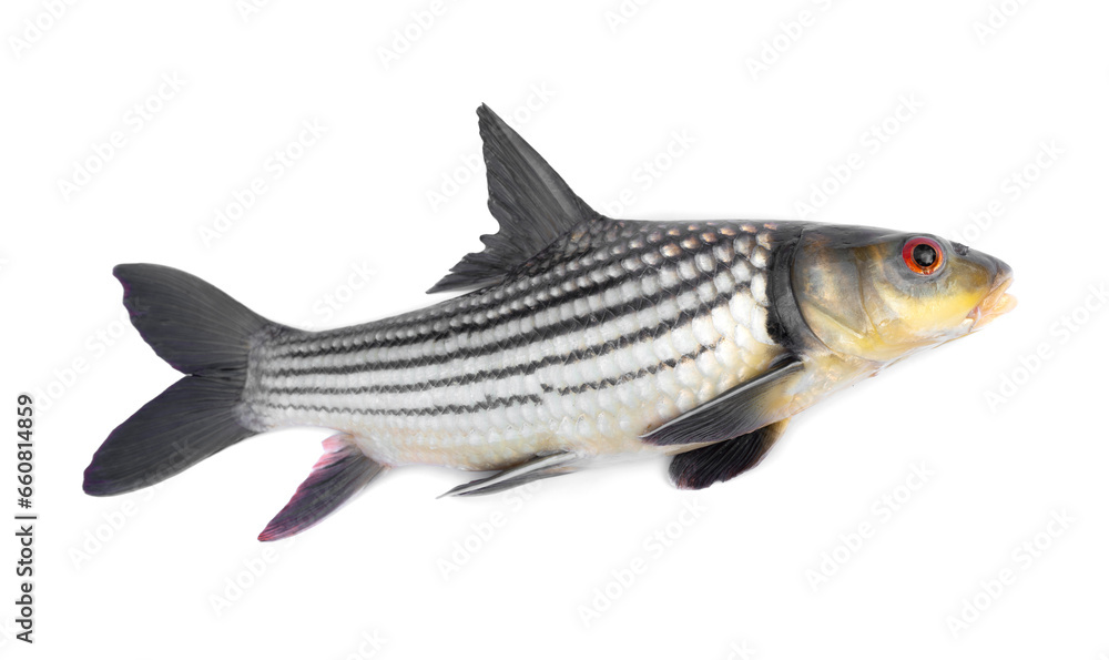 Seven-Stripped Carp (Probarbus jullieni) It is a local freshwater fish of Thailand. isolated on white background. Seven-Stripped Carp (Probarbus jullieni) It is a local freshwater fish of Thailand. isolated on white background.