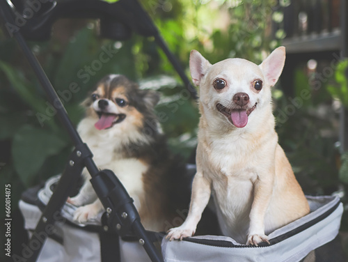 two chihuahua dogs standing in pet stroller in the garden. Smiling happily.