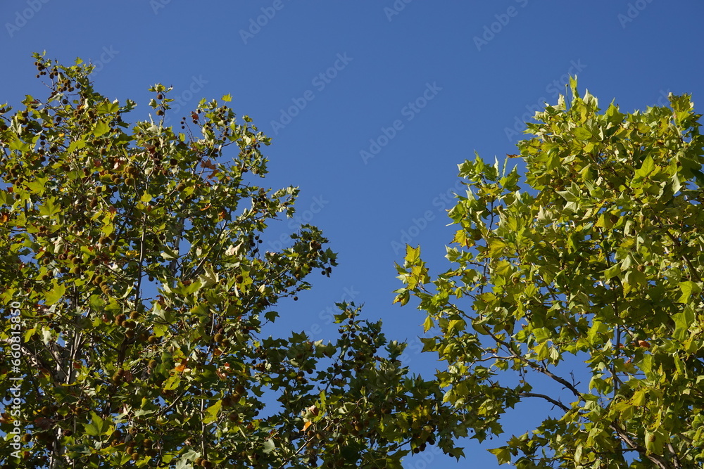 Tree blue sky, tree top against blue sky on a sunny day. Green big tree. Tree blue sky, tree top against blue sky on a sunny day. Green big tree.