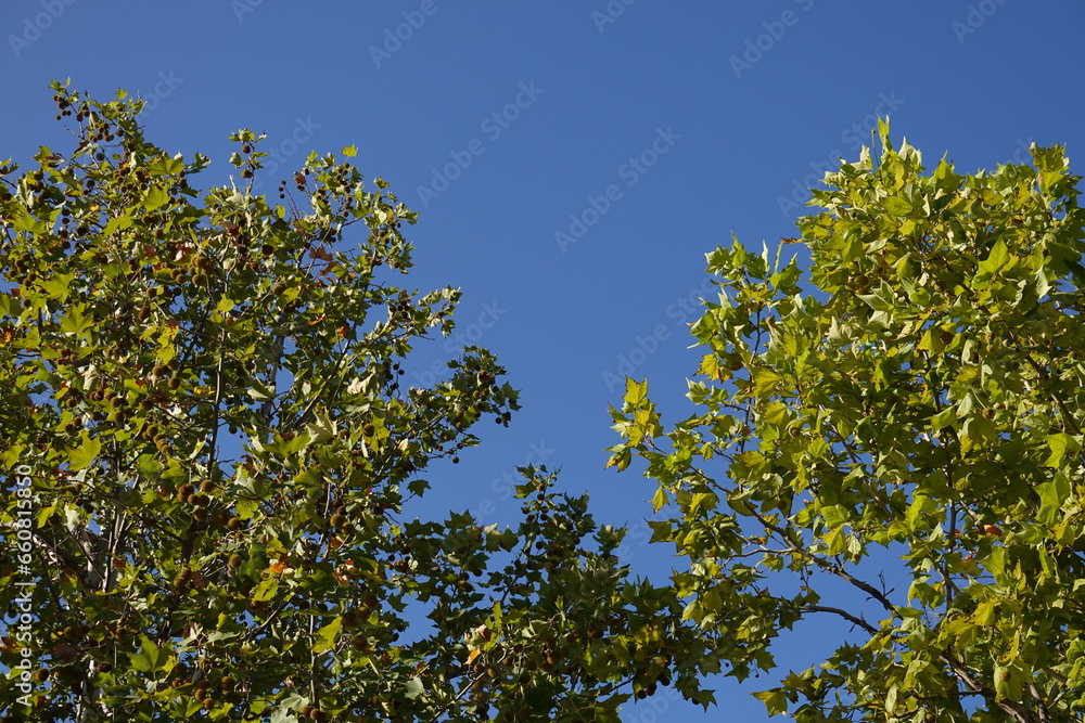 Tree blue sky, tree top against blue sky on a sunny day. Green big tree. 