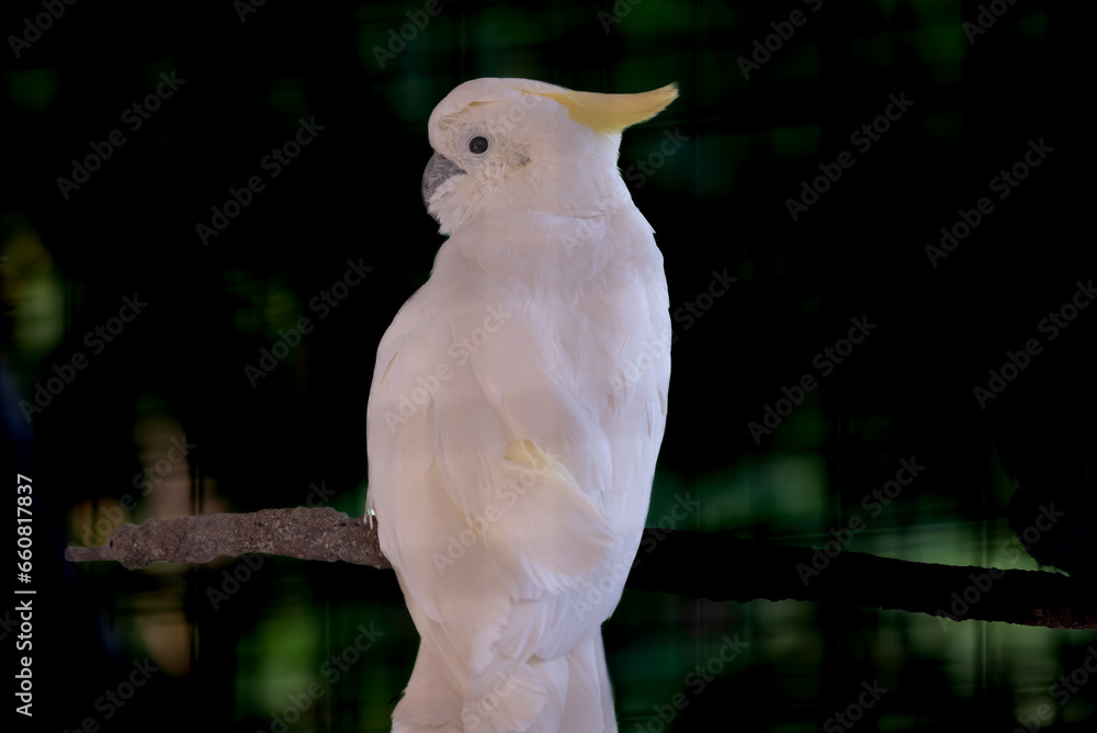 The yellow crested cockatoo, Cacatua sulphurea also known as the lesser sulphur crested cockatoo The yellow crested cockatoo, Cacatua sulphurea also known as the lesser sulphur crested cockatoo