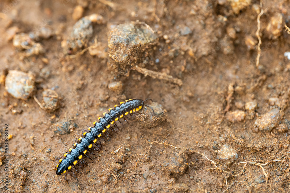 A yellow spotted millipede crawling on mud A yellow spotted millipede crawling on mud