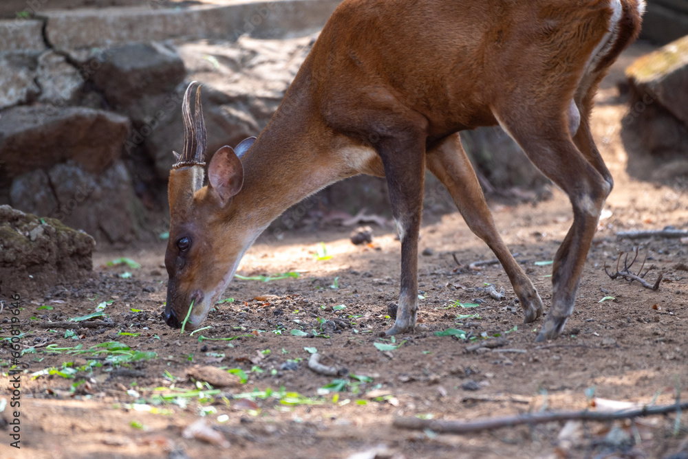 The Indian muntjac, Muntiacus muntjak, also called the southern red