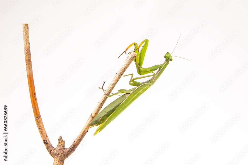green praying mantis sits on a tree branch on a white background. insect predator. nature and zoology green praying mantis sits on a tree branch on a white background. insect predator. nature and zoology
