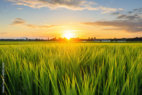 Idyllic Sunrise over Rice Fields