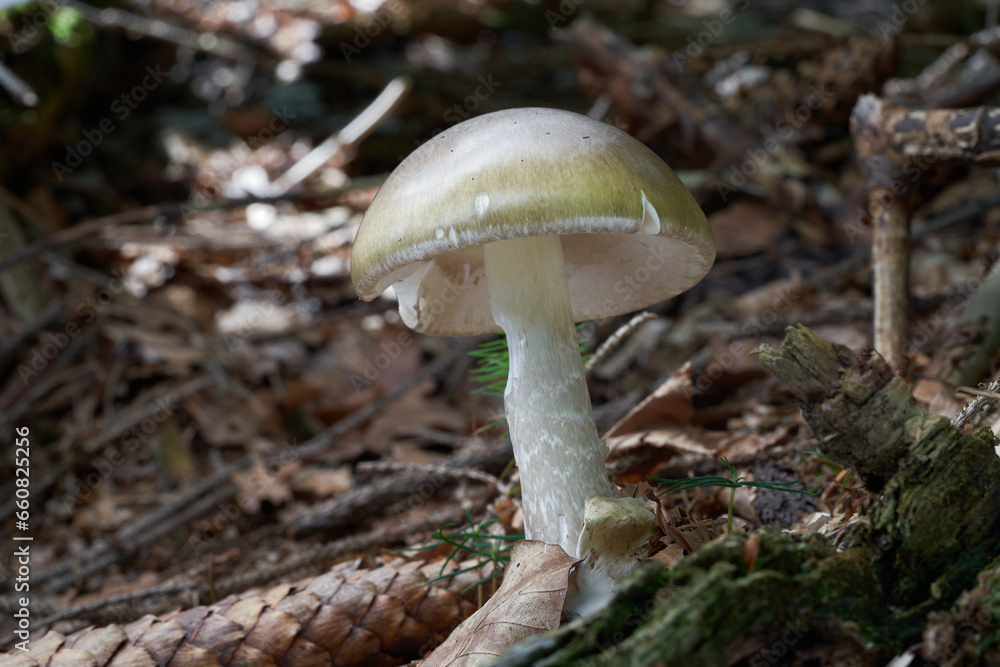 Deadly poisonous Amanita phalloides on the ground. Known as Deathcap or Death Cap. Wild green mushroom in spruce-beech forest. Deadly poisonous Amanita phalloides on the ground. Known as Deathcap or Death Cap. Wild green mushroom in spruce-beech forest.