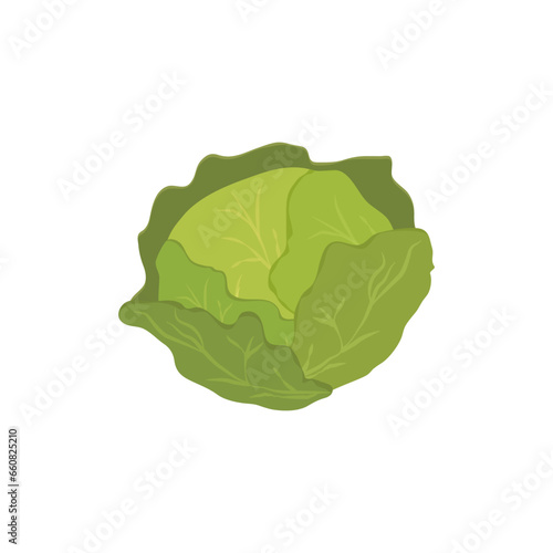 Obraz na płótnie Cabbage icon isolated on white background. vector illustration w salonie