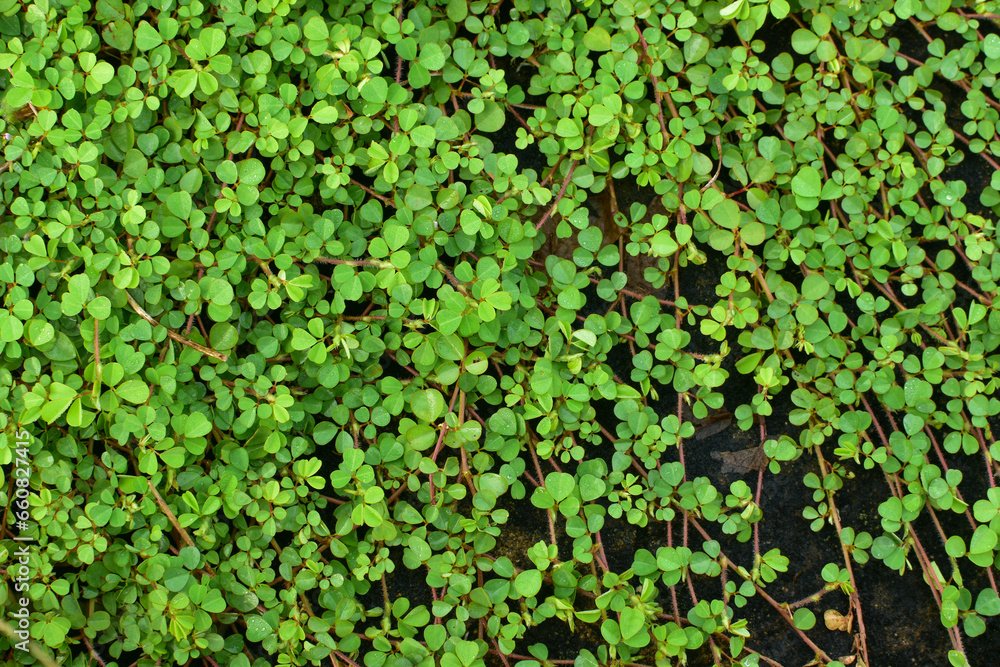 Desmodium triflorum has light green leaves. Grows on wet cement floors and contains algae Desmodium triflorum has light green leaves. Grows on wet cement floors and contains algae