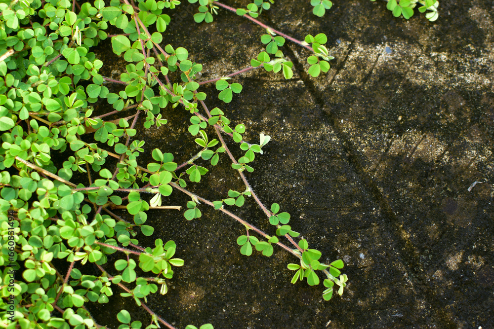 Desmodium triflorum has light green leaves. Grows on wet cement floors and contains algae Desmodium triflorum has light green leaves. Grows on wet cement floors and contains algae