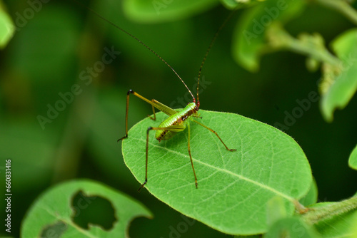 Close-up of a green insect sitting on a green leaf © Niranchai