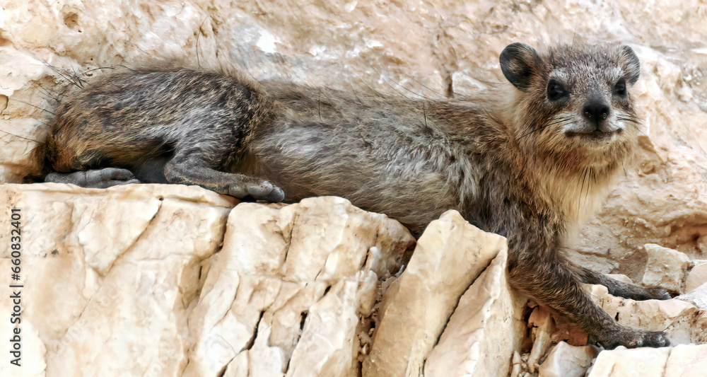 Fototapeta premium Rock hyrax basking on a cliff. Judean Desert, Israel.