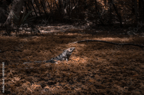 higuana reptile among the leaves