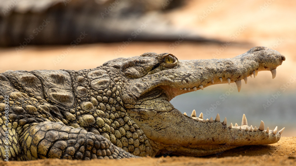 Obraz premium portrait d'un crocodile, en gros plan