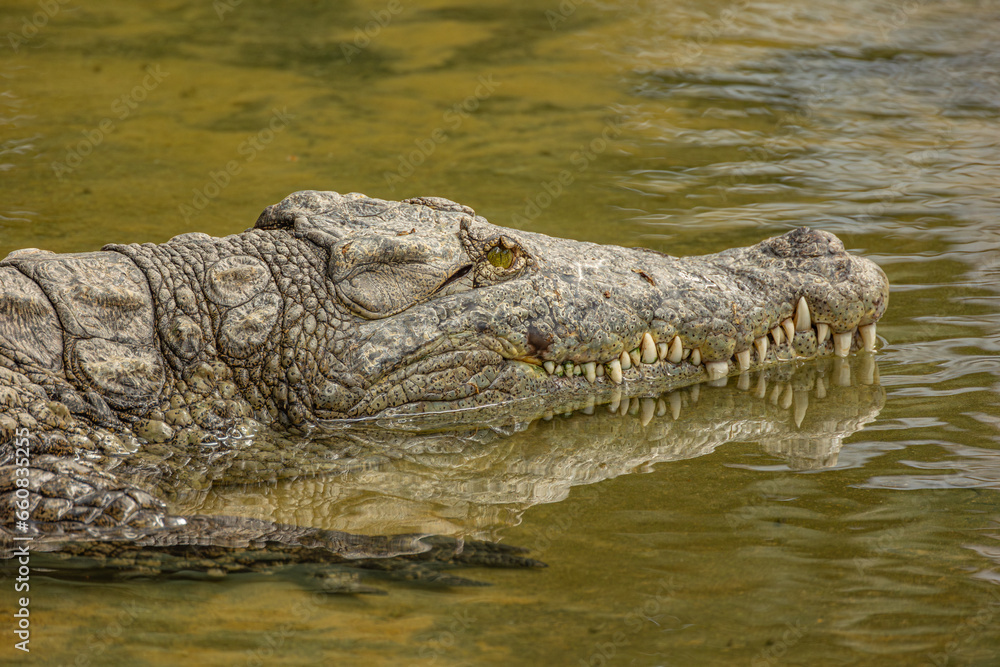 portrait d'un crocodile, en gros plan portrait d'un crocodile, en gros plan