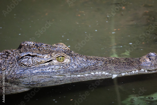 crocodile, en gros plan, dans l'eau