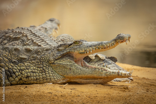 portrait d'un crocodile, en gros plan © ALF photo