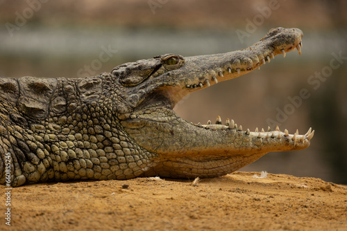 portrait d un crocodile  en gros plan