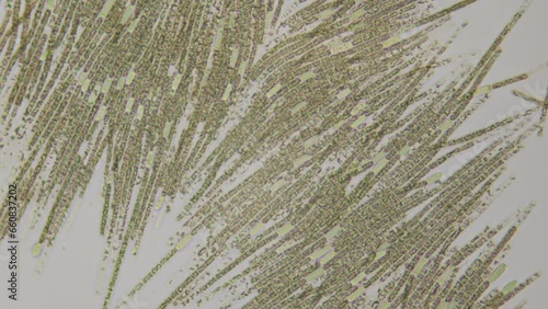 Cyanobacterial blooms time-lapse under microscope. Aphanizomenon flos-aquae is a department of large gram-negative bacteria capable of photosynthesis, accompanied by the release of oxygen. photo