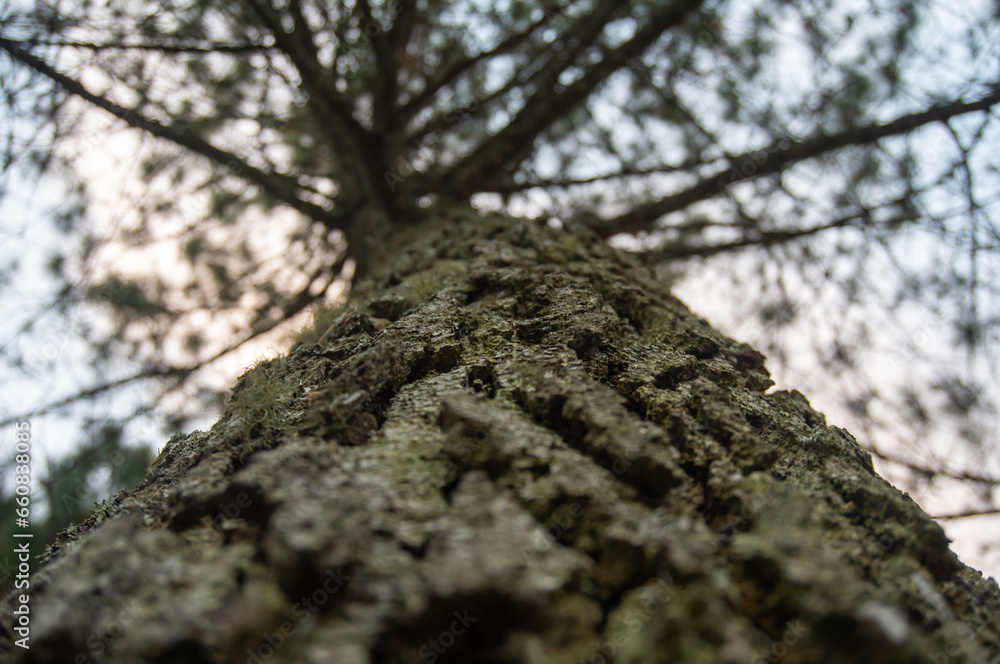 The pine forest at sunrise feels cool and calming The pine forest at sunrise feels cool and calming