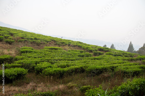 tea trees in the morning before the farmer's harvest