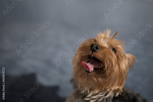 Portrait of a funny little Yorkshire Terrier dog with empty space for an inscription. High quality photo