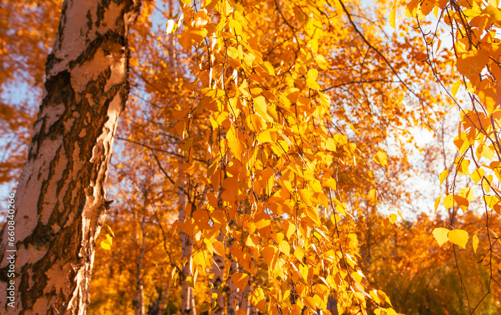 Golden leaves on a birch in autumn Golden leaves on a birch in autumn