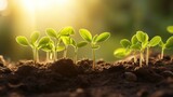 Seedlings are growing from nutrient-rich soil toward the morning sunlight, illustrating an ecological concept.