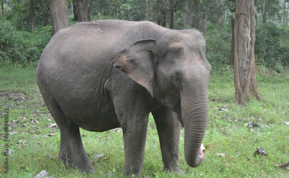 Fototapeta premium An Asian wild elephant spotted at Nagarhole National park Karnadaka India