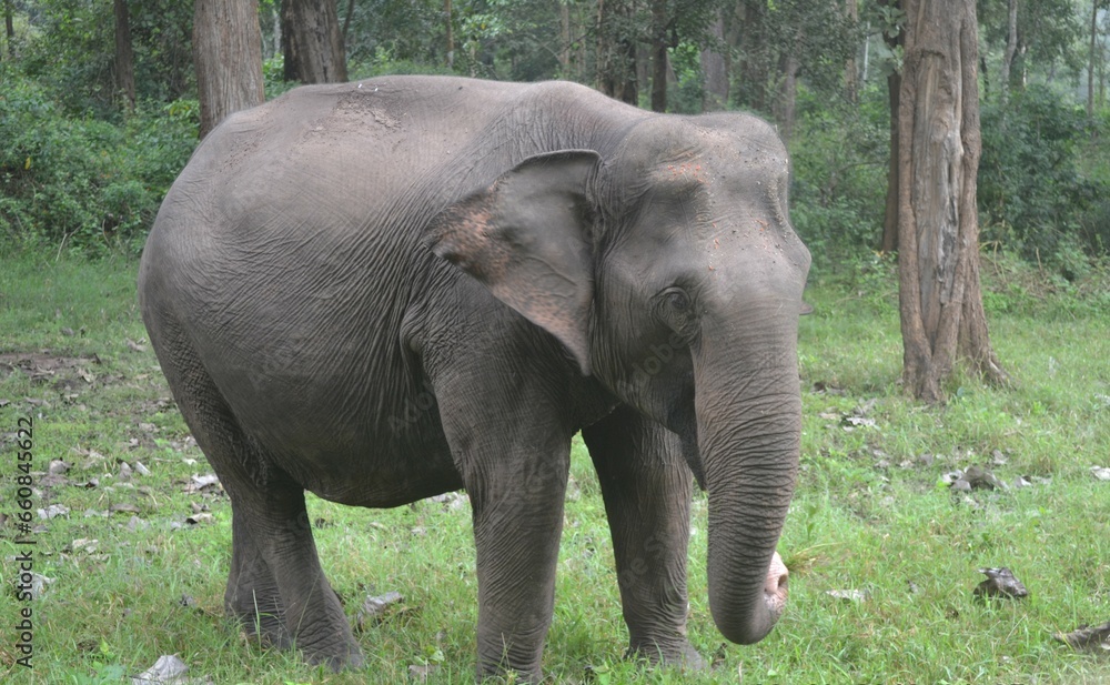 An Asian wild elephant spotted at Nagarhole National park Karnadaka India